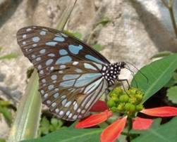 Butterfly and Climate Change