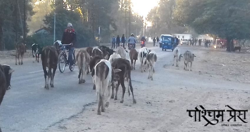 कहिले होला कञ्चनपुरमा छाडा चौपाया व्यवस्थापन ? 