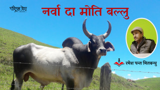 नर्वा दा मोति बल्लु