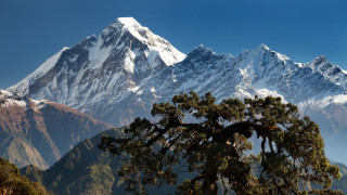 कविता फुलेका