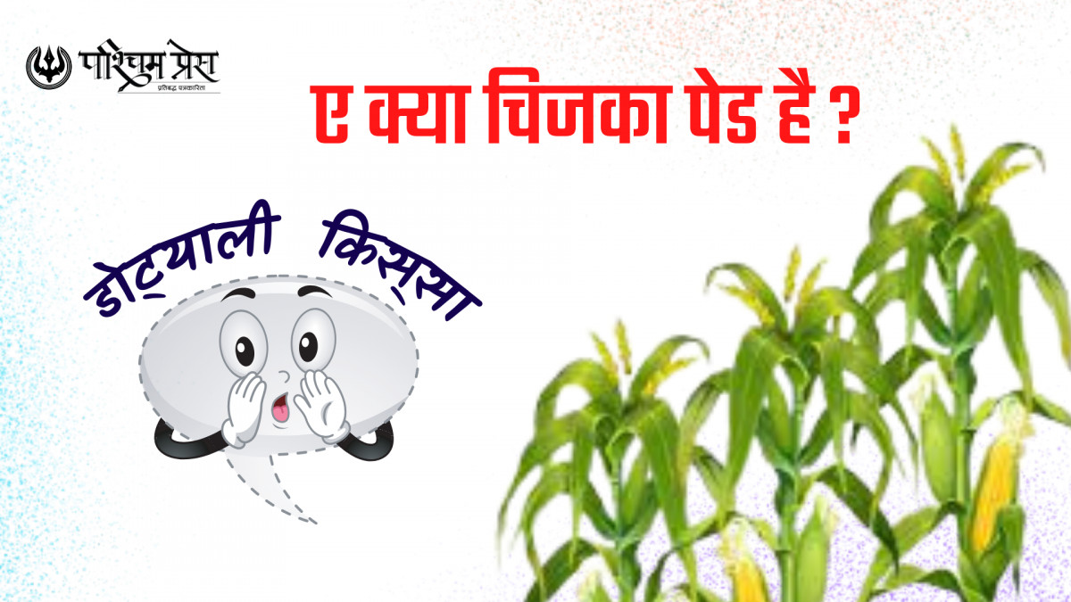 ए क्या चिजका पेड है ? 