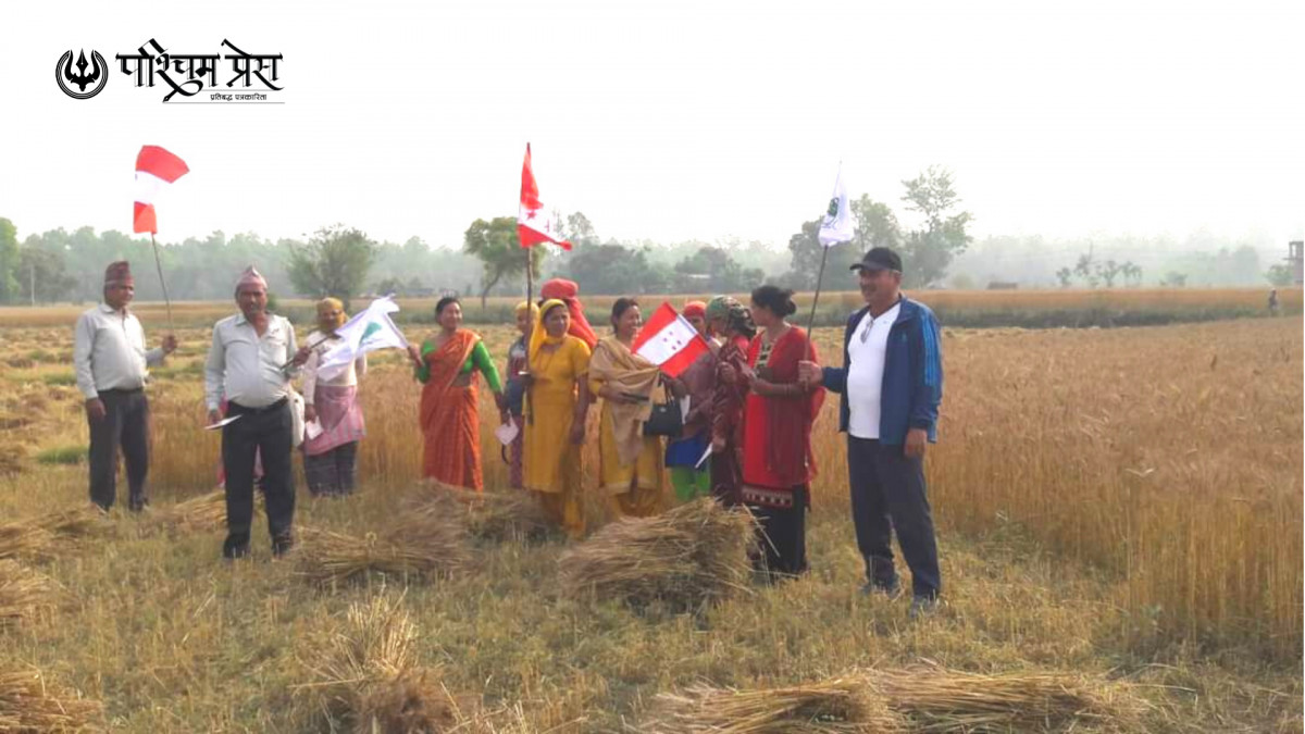 घरदैलोमा नेता, जनता गहुँबाली भित्र्याउने चटारोमा