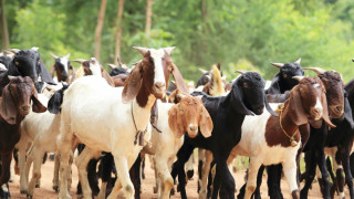 डडेल्धुराको मलासक्षेत्र बाख्रापालनको ‘हब’