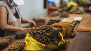 नौ महिनामा नेपालीले खाए १८ लाख किलो सुर्ती