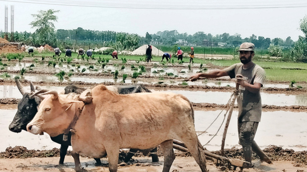 पानी अभावले रोपाइँ गर्न ढिलाइ