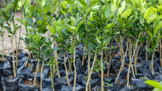 निःशुल्क फलफूल र बहुउपयोगी बिरुवा वितरण