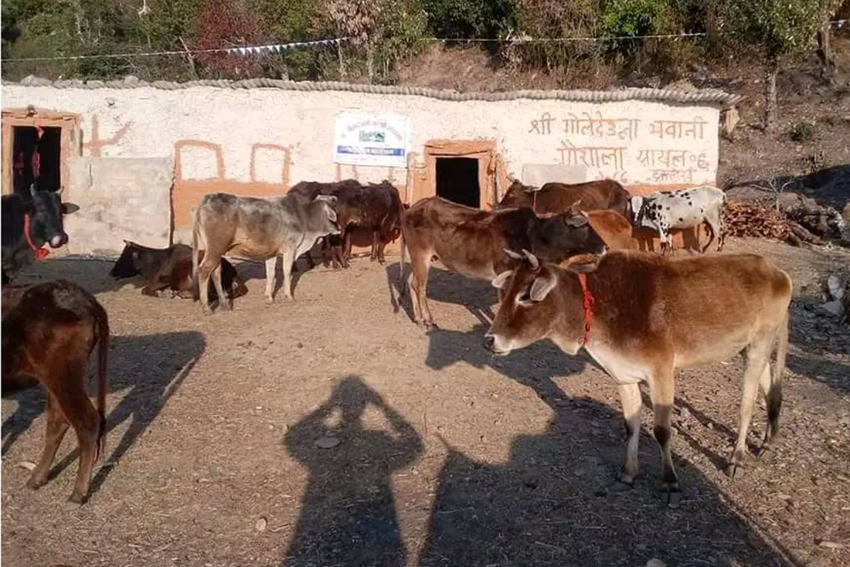 बैतडीमा  लम्पी स्कीनबाट आठ हजार पशुचौपाया सङ्क्रमित