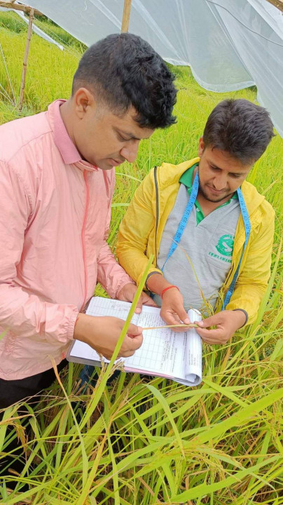 सुदूरपश्चिममा रैथाने धानको अनुसन्धान गरिँदै