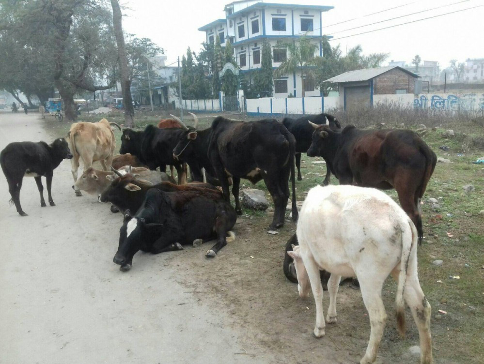 कृष्णपुरमा छाडा चौपाया व्यवस्थापनको काम अगाडि बढदै