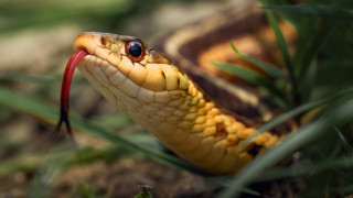 भारतमा सर्पको डसाईबाट मात्र वर्षमा ६४ हजार जना भन्दा बढीको मृत्यु