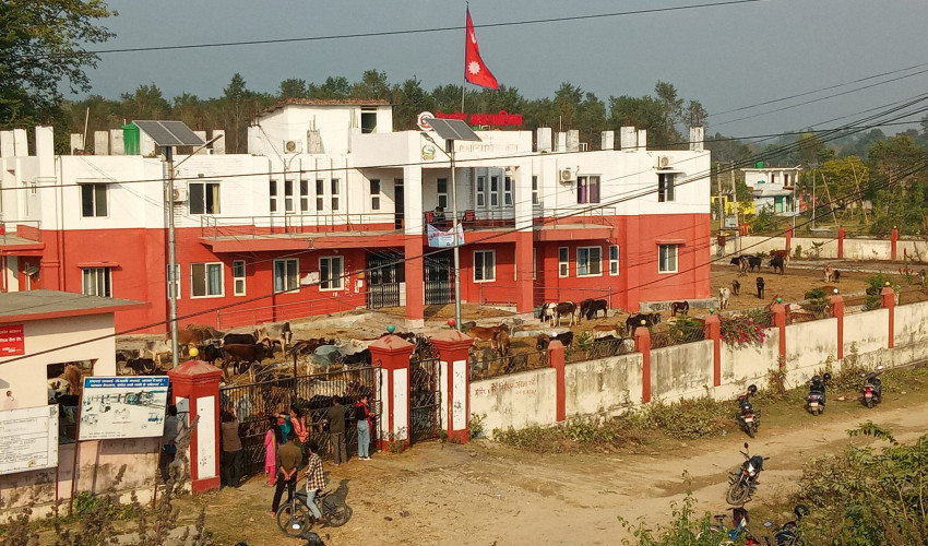 बेदकोटमा छाडापशु व्यवस्थापनको विवाद