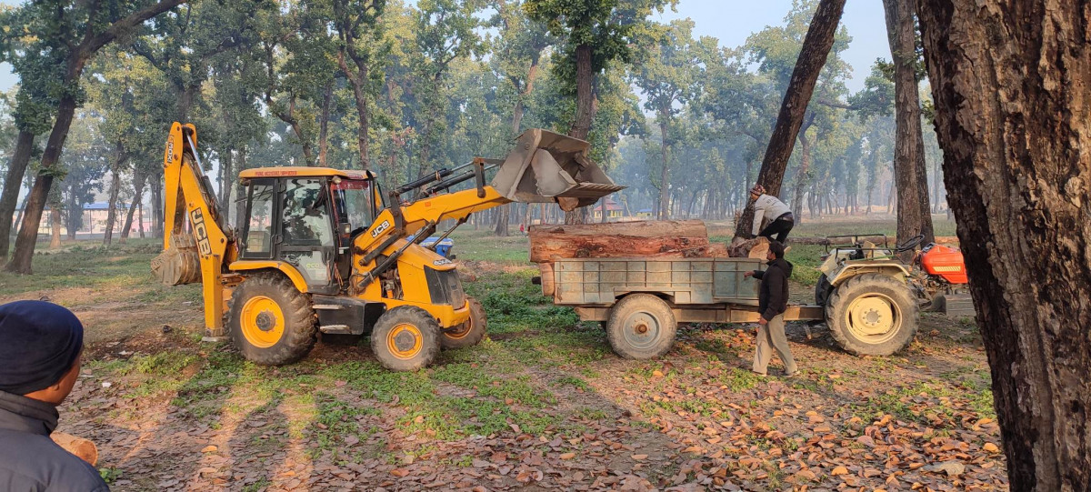 समाचार प्रभाव : वन कार्यालयले उठायो सालघारीका साल