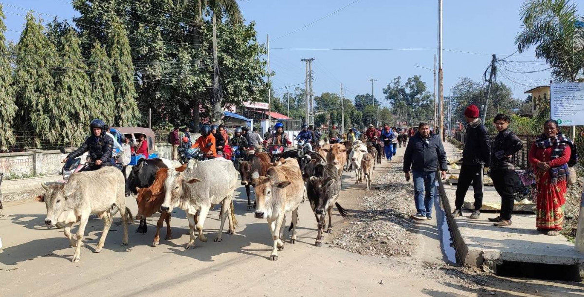 छाडाचौपायाले किसान हैरान