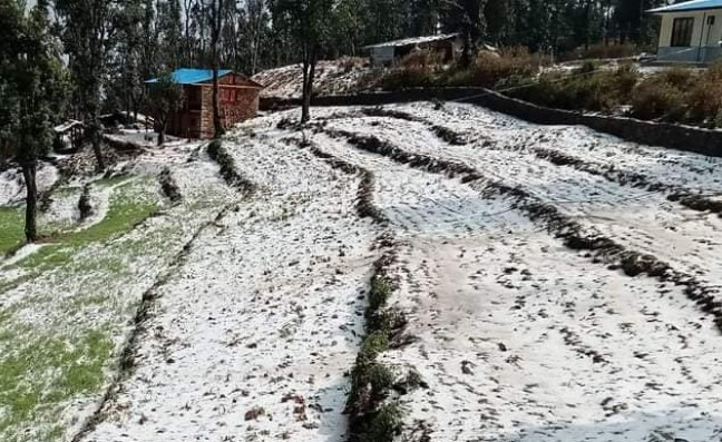 डोटीमा असिनापानीले अन्नबालीमा नोक्सान