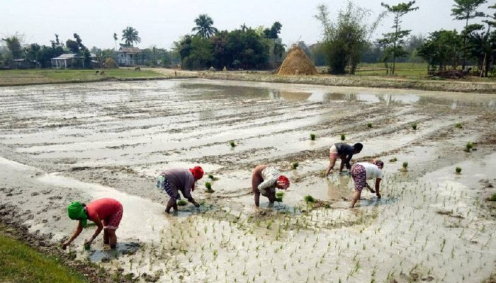 पचास प्रतिशत रोपाइँ मनसुनी वर्षाकै भरमा