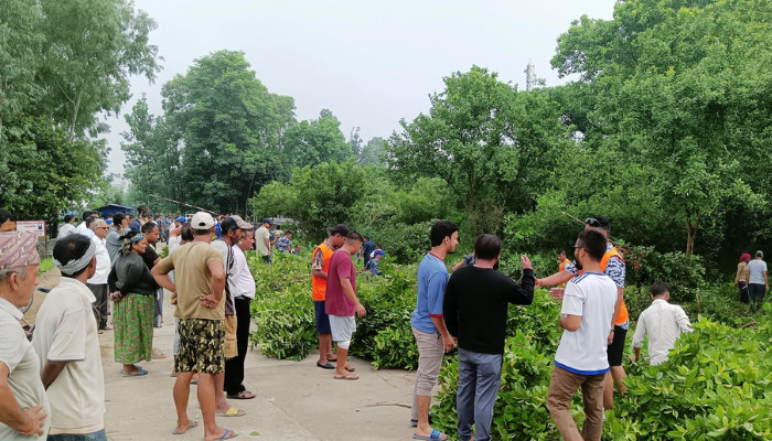 अवैध तरिकाले रुख काटेको आरोपमा बेलौरी ६ का वडाध्यक्ष पक्राउ