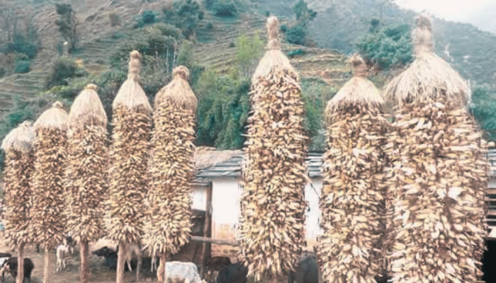 ‘अर्गानिक’ घोगा भित्र्याउन किसानलाई भ्याइनभ्याइ