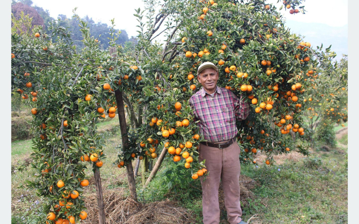 शिक्षणबाट अवकाशपछि सुन्तलाखेतीमा : बर्सेनि पाँच लाख कमाई