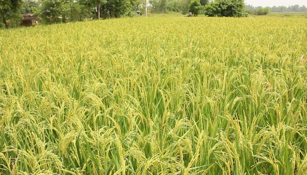 कञ्चनपुरमा चैते धान खेतीको आकर्षण बढ्दै