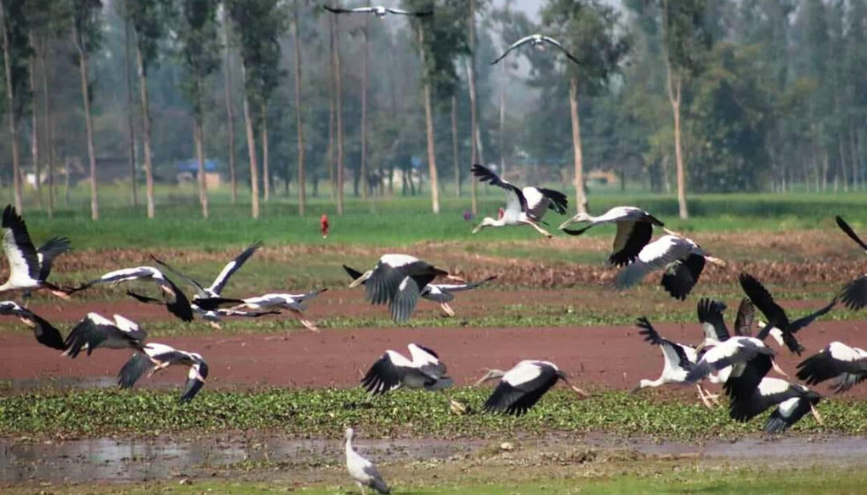 संरक्षणको प्रतीक्षामा पर्यापर्यटनको अनुपमस्थल पुरैनी ताल