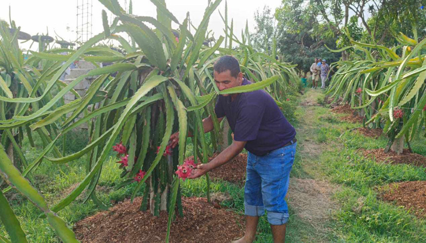 ‘ड्रागन’खेतीबाट प्रशस्त आम्दानी गदै लम्कीचुहाका ढकाल