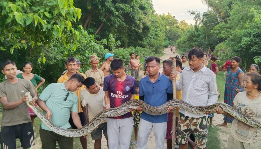 कैलालीको जोशीपुरमा ६ फिट लामो अजिङ्गर फेला