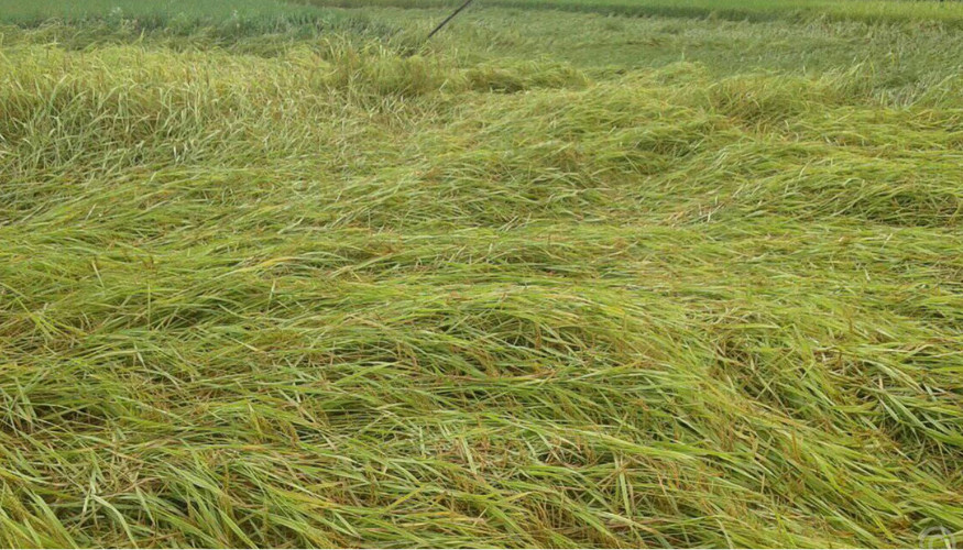 पाकेर तयार भएको धान खेतमै ढलेपछि चिन्तित छन् कञ्चनपुरका किसान