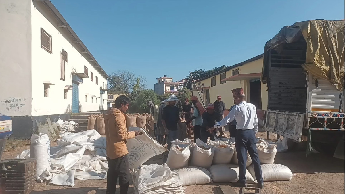 कञ्चनपुरमा ३३ सय क्विन्टल धान खरिद